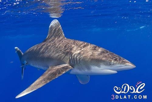 انواع سمك القرش ومعلومات عن سمك القرش ومهارته وانواع هجماته