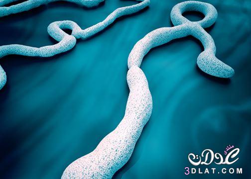 الايبولا طريق علاج الايبولا,ماهو مرض الايبولا,الوقاية من الايبولا,الايبولا مرض العصر