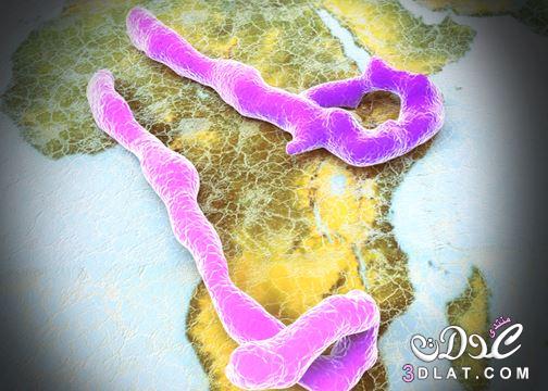 الايبولا طريق علاج الايبولا,ماهو مرض الايبولا,الوقاية من الايبولا,الايبولا مرض العصر