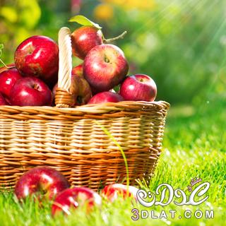 التفاح مافوائد التفاح لجسمك؟ كيف نحافظ على صحتنا بالتفاح؟ مافوائد التفاح للجسم