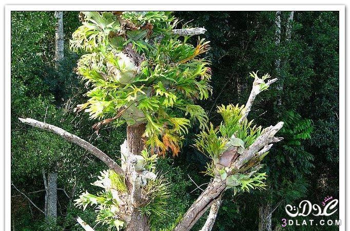صور نبات قرن الغزال 2024 , معلومات عن نبات قرن الغزال ,Platycerium bifurcatum