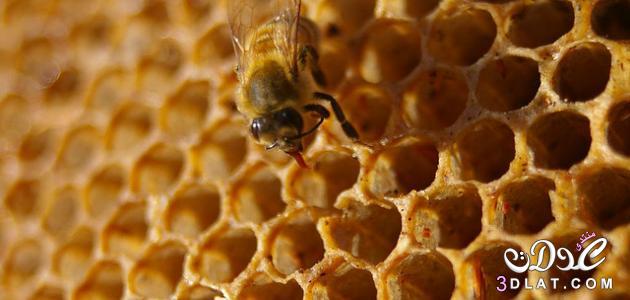 هل تعرف: كيفك تصنع العسل النحل