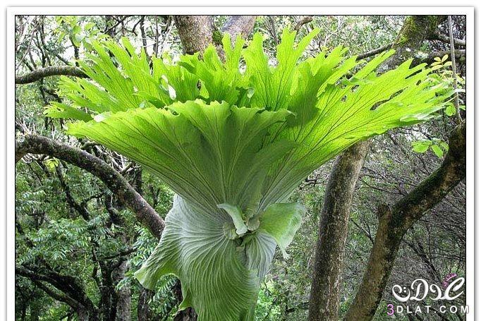صور نبات قرن الغزال 2024 , معلومات عن نبات قرن الغزال ,Platycerium bifurcatum