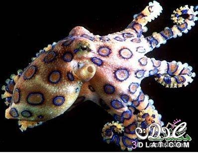 الاخطبوط ذو الحلقات الزرقاء.. Blue-ringed octopus