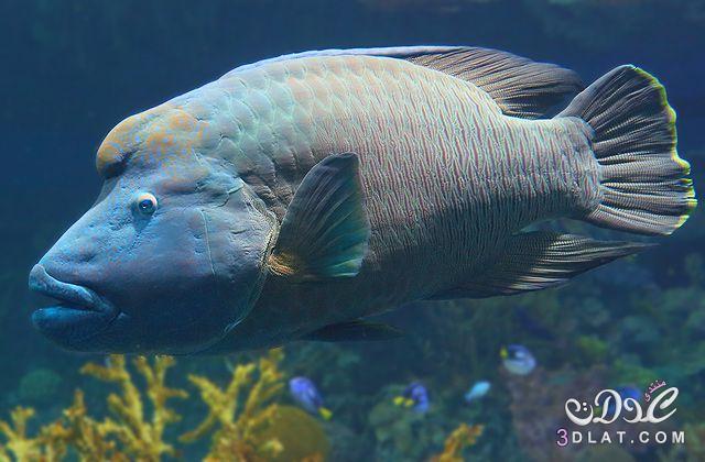 سمك اللبروس’تعرفي علي سمك اللبروس, كل شئ عن سمك اللبروس