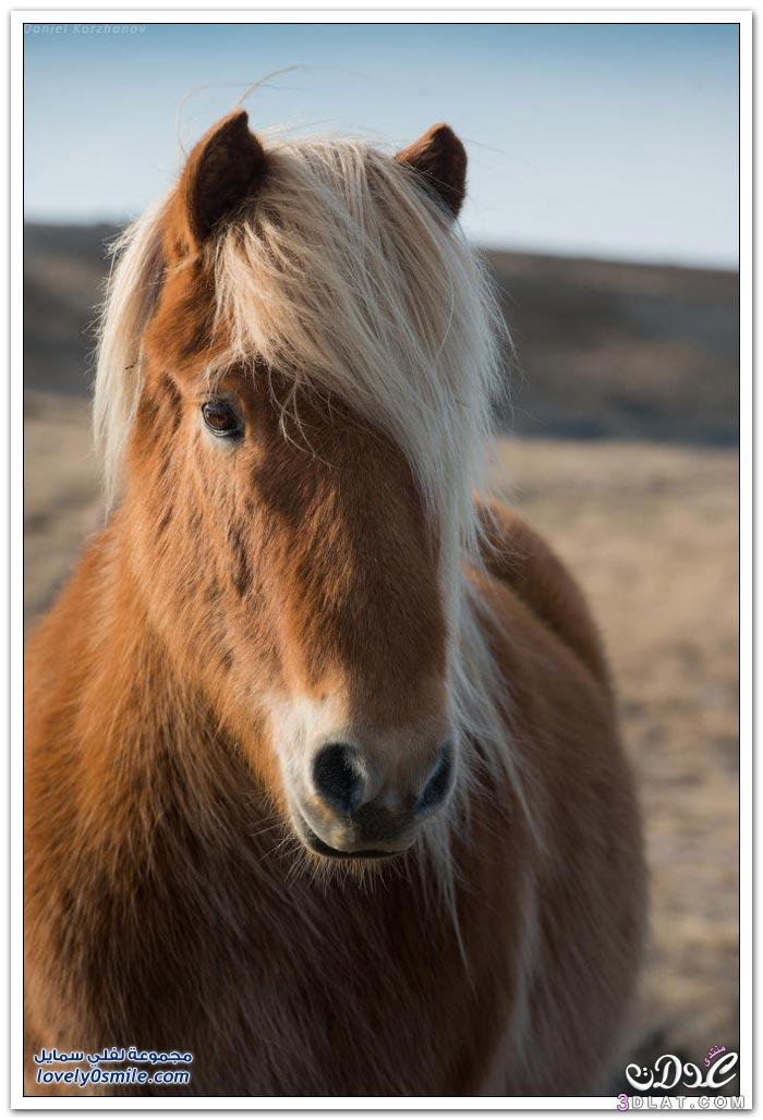 الحصان الايسلندى 2024 , الخيول الايسلنديه الكبيره صور الخيول الايسلنديه