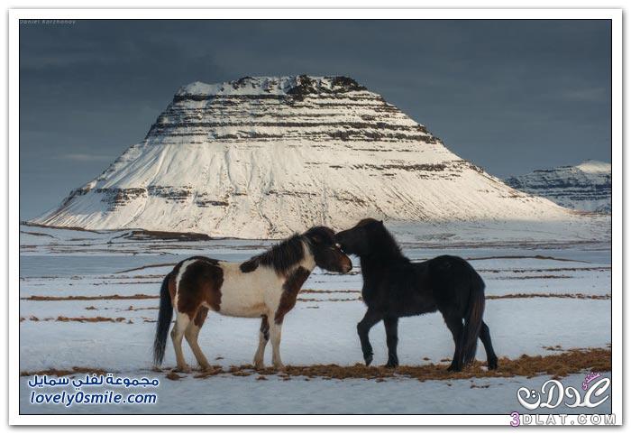 الحصان الايسلندى 2024 , الخيول الايسلنديه الكبيره صور الخيول الايسلنديه
