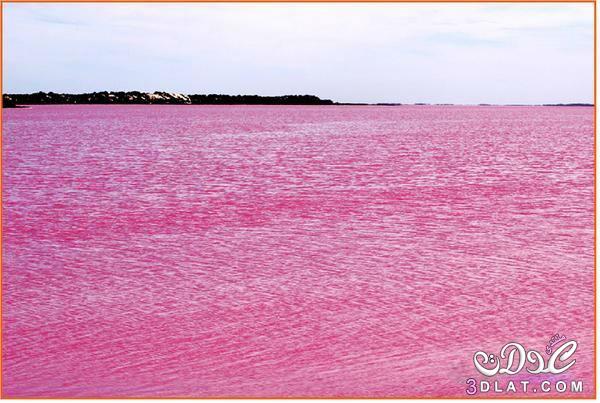 أأجمل بحيرة وردية في العالم في استراليا لونها زهري