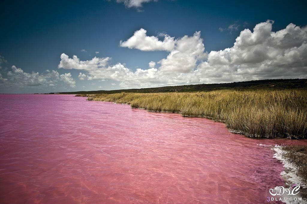 أأجمل بحيرة وردية في العالم في استراليا لونها زهري
