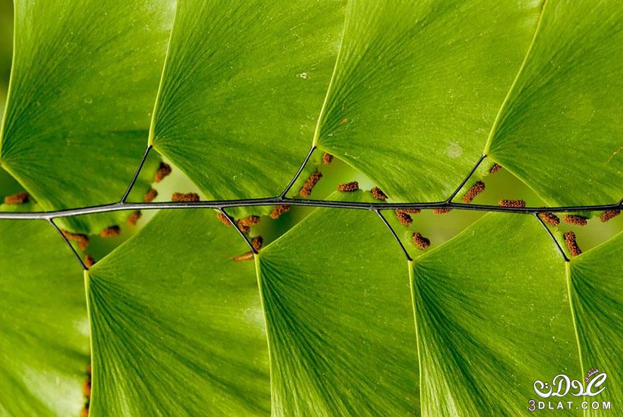 صور : نباتات ذات أشكال هندسية