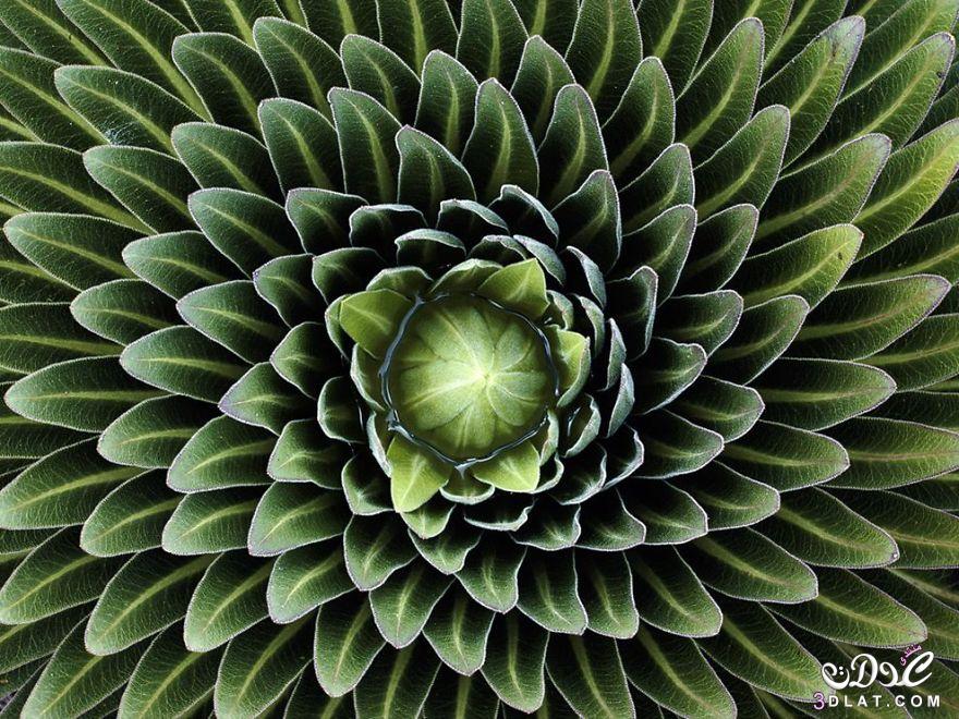 صور : نباتات ذات أشكال هندسية