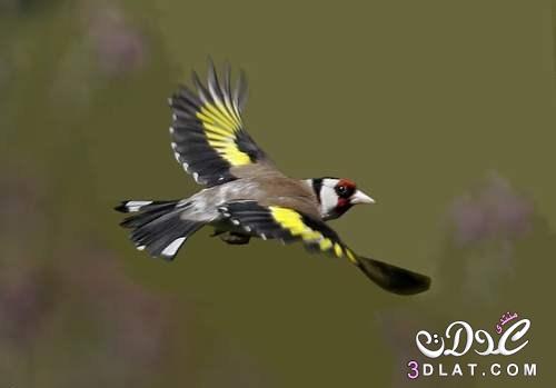 طائر الحسون,معلومات عن طائر الحسون الجميل,مقال عن الحسون المغربي