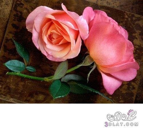 أروع الورود , Roses , صور ورود , تشكيلة من صور الورد