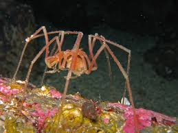 تعرفي الي عناكب البحر**معلومات حول عنكبوت البحر