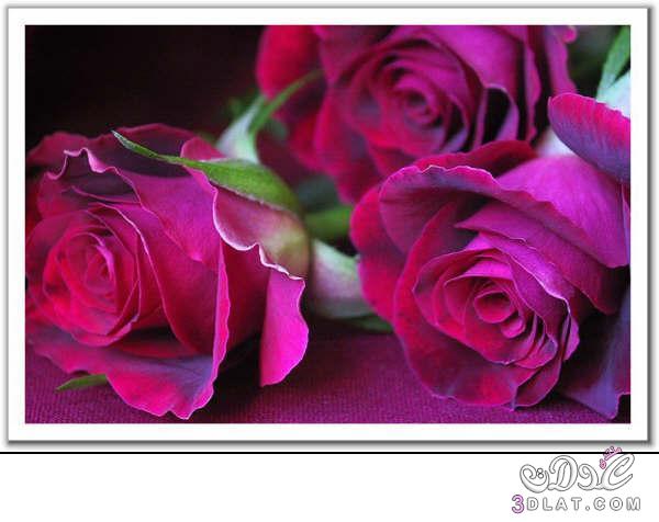 أروع الورود , Roses , صور ورود , تشكيلة من صور الورد