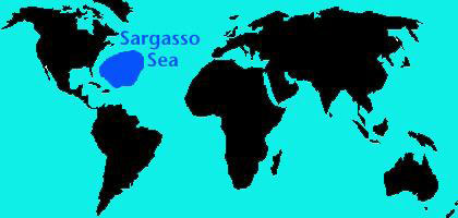 بحر ساراجاسو.. بحر بلا شاطئ!!معلومات مهمة عن بحر ساراجاسو.كل ما لاتعرفة عن بحر لايوجد لة شاطئ