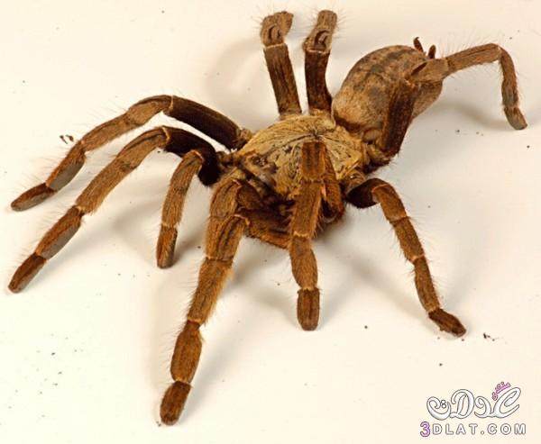 عنكبوت الرتيلاء , حقائق مثيرة عن عنكبوت الرتيلاء بالصور, تعرف على عنكبوت الرتيلاء بالصور