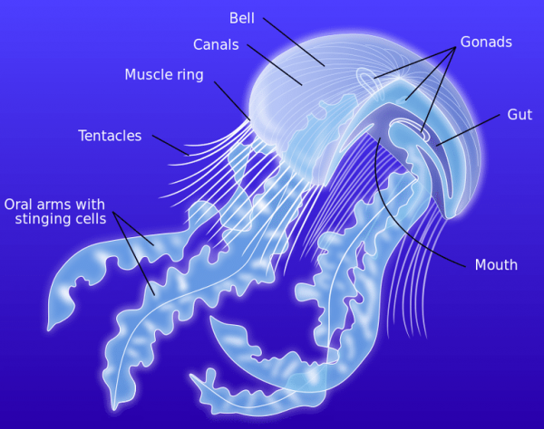 قناديل البحر, كل شئ عن قنايل البحر, حقائق مدهشة عن قناديل البحر