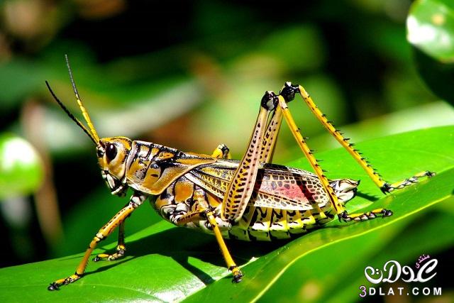 أخطر حشرات العالم, ما هي أخطر أنواع الحشرات في  العالم,تعرفى على أخطر حشرات العالم