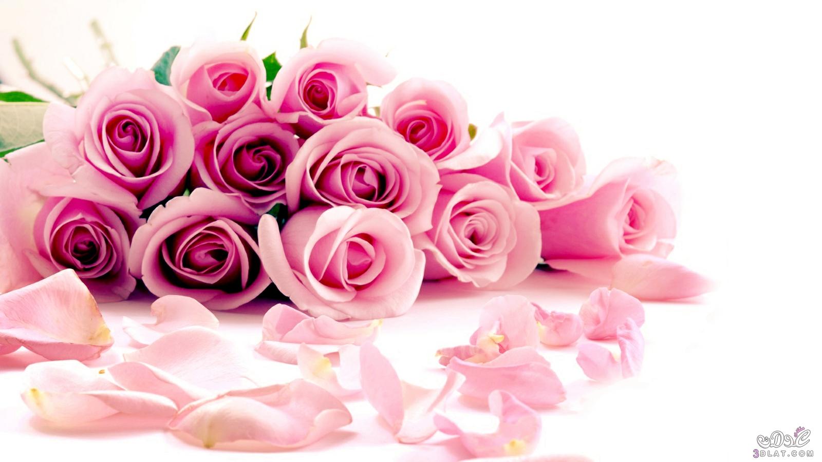 Pink flawer 2023, اجمل ورد روز2023,احدث تشكيله ورد وزهور بينك 2023, باقات ورد وخلفيات زهور بينك2023