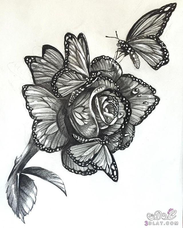 صور مرسومة لازهار وفراشات بالقلم الرصاص.اجمل صور الزهور والفراشات بالرصاص.صور رسومات رقيقة