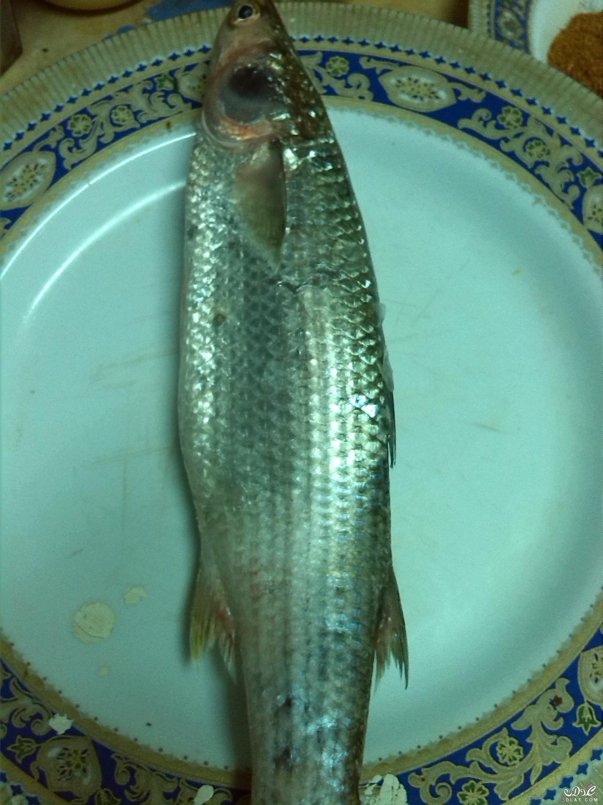 طريقة عمل الفسيخ من سمك البوري بالتفصيل