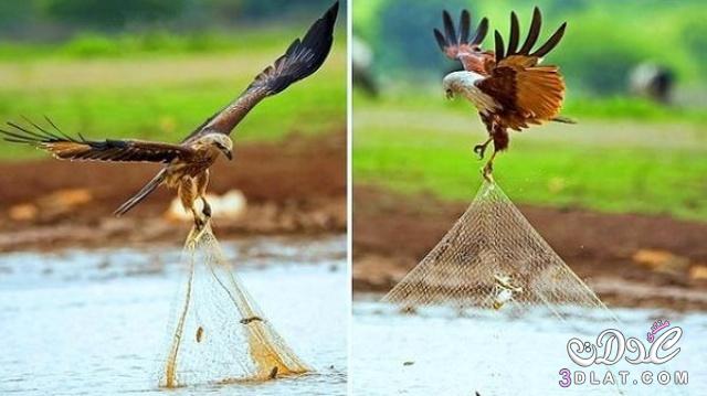 صور للطائر الذي وصفه الرسول بفاسق وهو يسرق سمك الصياد