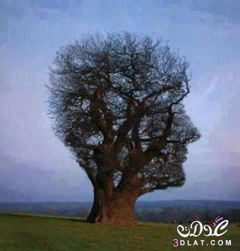 اري الاشجار فى العالم سبحان الله وبحمده سبحان الله العظيم
