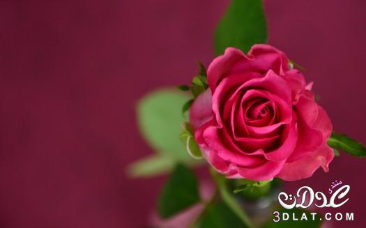 صور ورد جميل hd 2024, أجمل صور أزهار وورود رومانسية,flowers photo