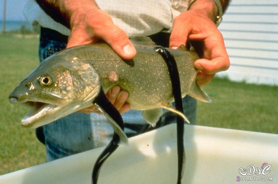 سمكة الجلكي,تعرفي علي اسماك الجلكي الشابهه لثعبان البحر,معلومات عن جلكى البحرية ووصفها وطريقه حياتها