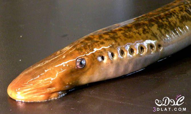 سمكة الجلكي,تعرفي علي اسماك الجلكي الشابهه لثعبان البحر,معلومات عن جلكى البحرية ووصفها وطريقه حياتها