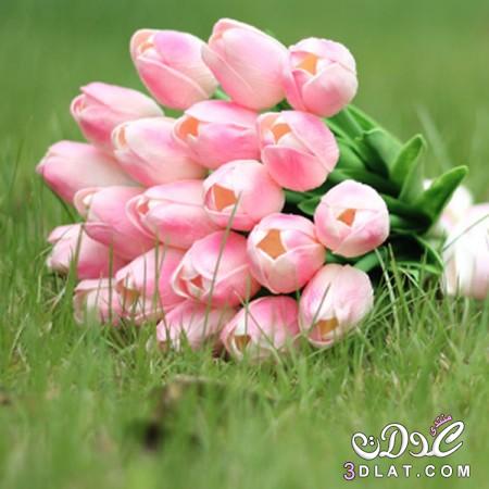معلومات عن وردة التوليب - Tulip.صور زهرة التوليب.انواع التوليب.
