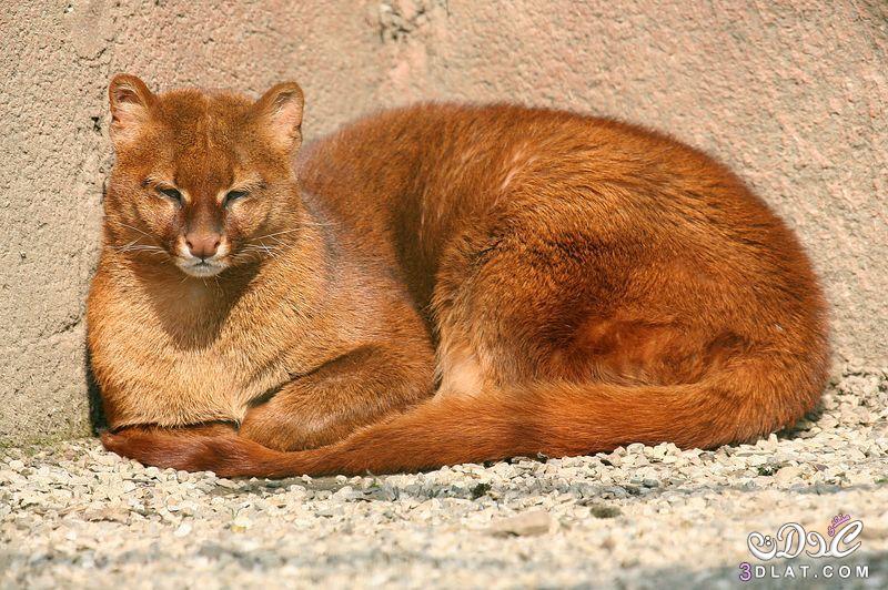 قطط اليغورندي ,معلومات عن قطط اليغورندي ,ما هي مواصفات وحجم وتهديدات قطط اليغورندي