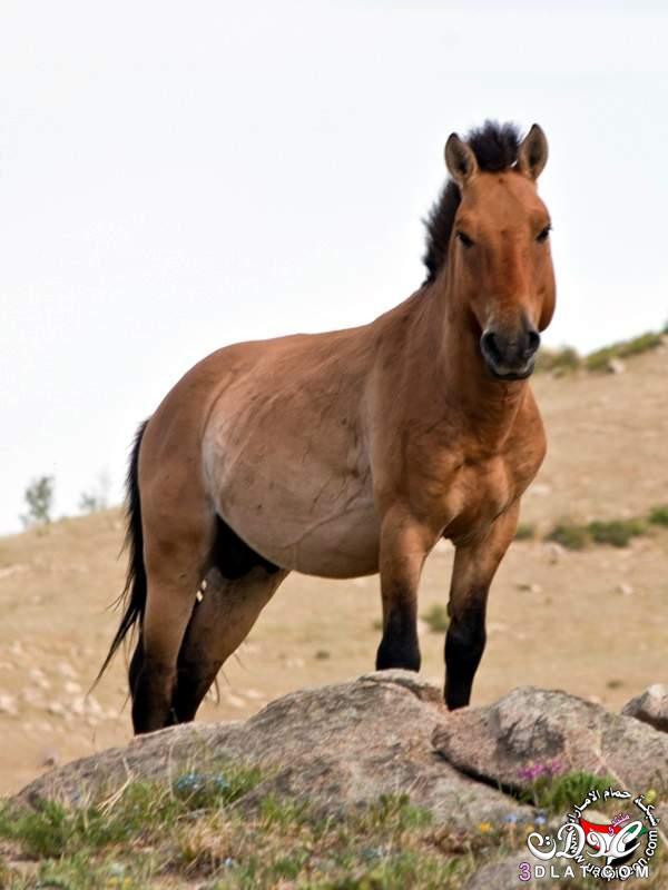 صور الحصان البزويلكى 2024 معلومات عن حصان البزويلكى الرائع