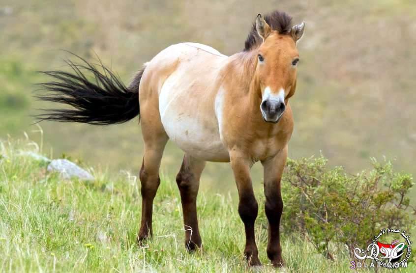 صور الحصان البزويلكى 2024 معلومات عن حصان البزويلكى الرائع
