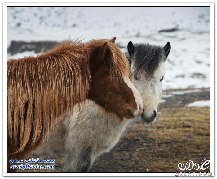 معلومات عن خيول ايسلندا البونى صور خيول البونى الايسلنديه صور ومعلومات عن خيول البونى