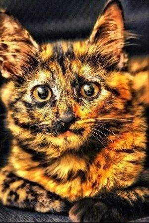 صور قطط جميلة خلفيات قطط روعة اجمل قطط حلوة للخلفيات 2022 قطط قطط قطط
