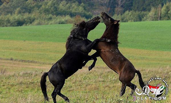 خيول الهوكول النادرة2024 صور ومعلومات عن خيول الهوكول النادره