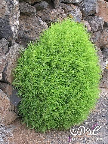 مكنسة الجنة,نبات مكنسة الجنة,ماذا تعرف عن مكنسة الجنة,Kochia scoparia