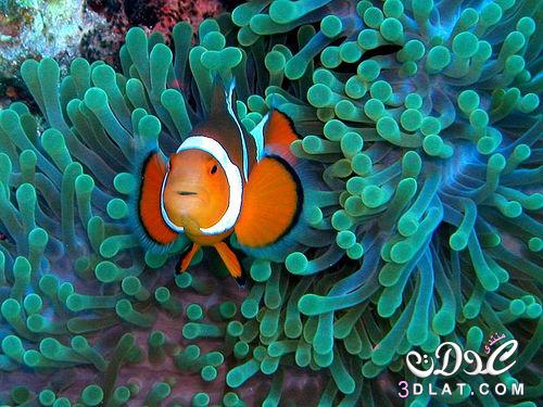 أجمل 10 أسماك ملونة في عالم البحار ... أسماك قمة في  الروعه