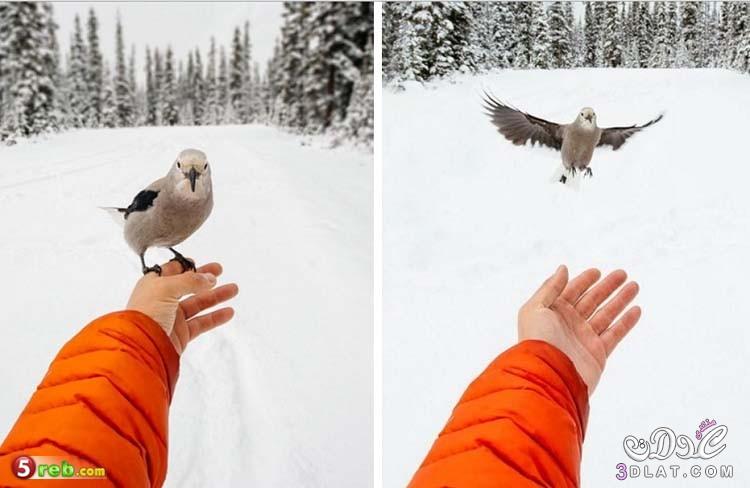 كندا هي الأجمل في الشتاء