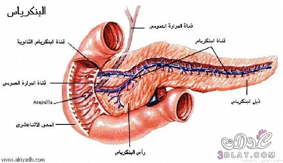 حشيشة القنفذ تنشط مناعة الجسم وتشفي من الالتهاب الرئوي !