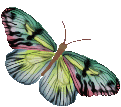 أجمل حشرة فى الدنيا ..انها الفراشة الجميلة   سبحان الخالق العظيم..تعرفي على حشرة الفراشة الجميلة