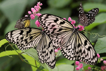 أجمل حشرة فى الدنيا ..انها الفراشة الجميلة   سبحان الخالق العظيم..تعرفي على حشرة الفراشة الجميلة