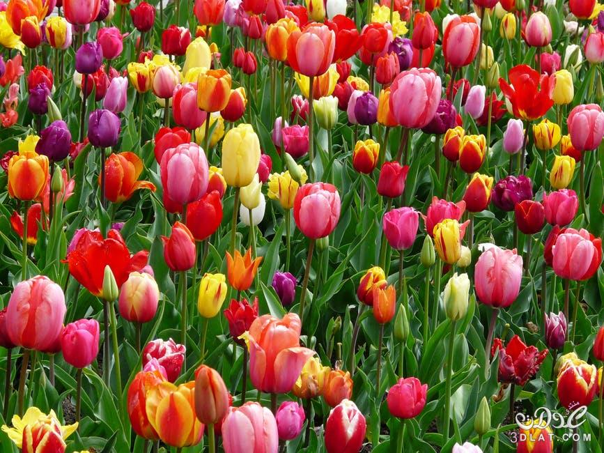 صور ازهار الربيع 2024, صور ورود الربيع, اجمل صور الورود, صور زهور جميلة