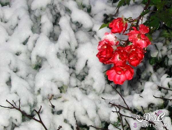 صور رائعة للثلج مع الورود,أزهار مع الثلج,ثلوج وورود,ثلوج ممتزجة بالورد,ثلوج مع الزهور