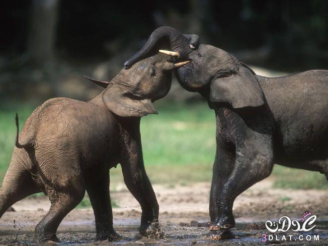 معلومات عن فيل الغابات الافريقية, فيل الغابات الافريقيه بالصور , فيل الغابات الافريقي
