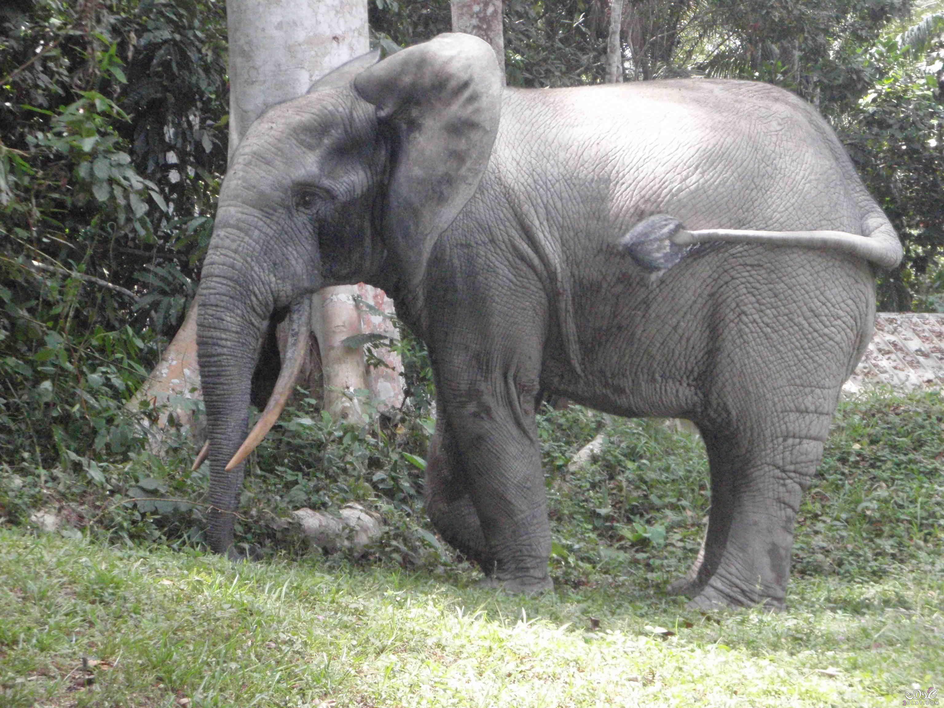 معلومات عن فيل الغابات الافريقية, فيل الغابات الافريقيه بالصور , فيل الغابات الافريقي