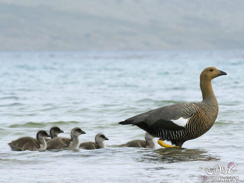 صور طيور مائيه 2024 صور طيور الماء طيور عيش فى الماء طيور لا تعيش بدون الماء صور طيور