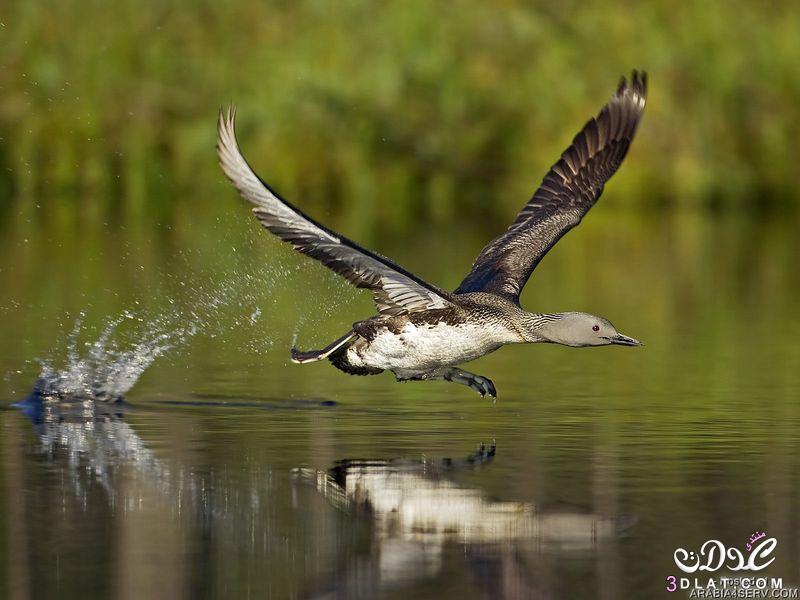 صور طيور مائيه 2024 صور طيور الماء طيور عيش فى الماء طيور لا تعيش بدون الماء صور طيور